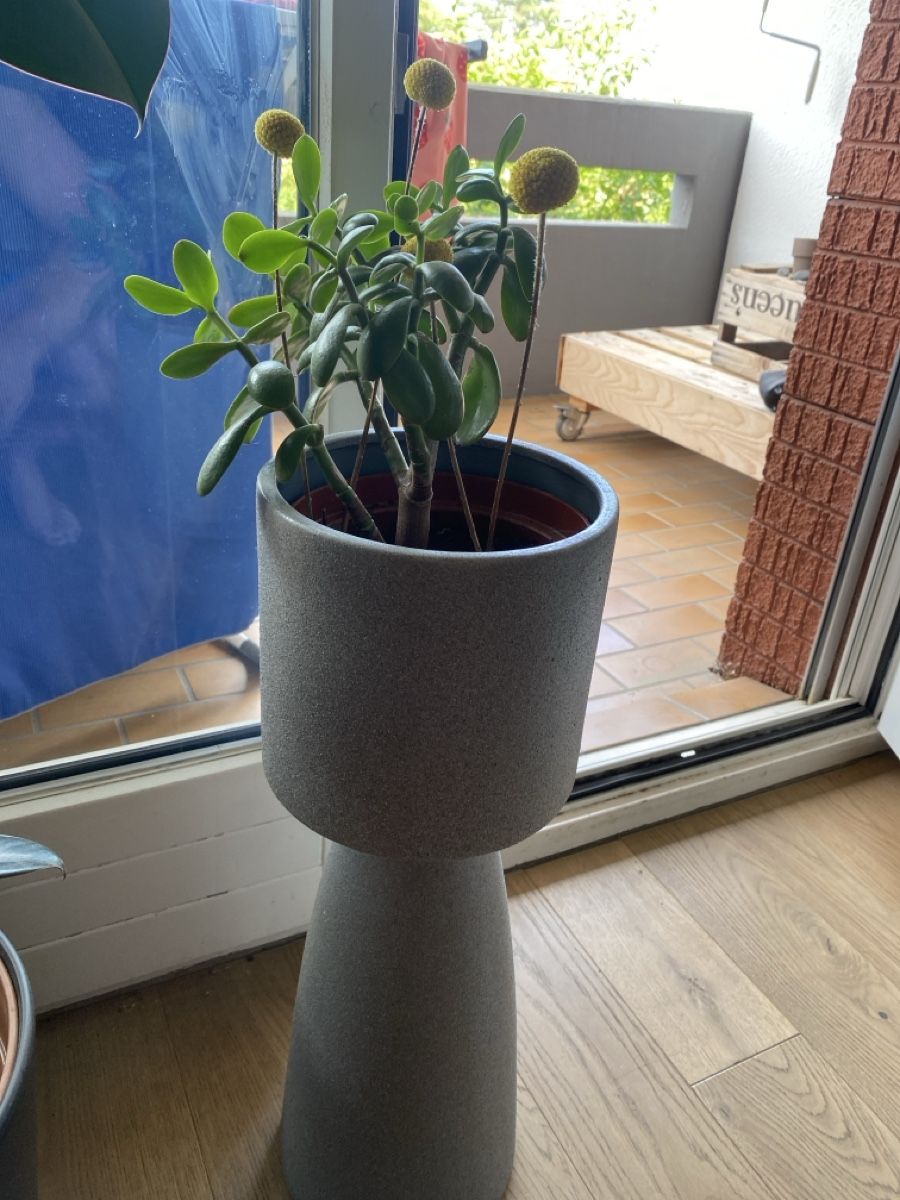 Pflanzen & Samen: Zimmerpflanze plus vase – Gebraucht aus Eglisau von neto01