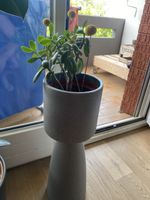 Zimmerpflanze plus vase