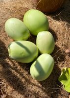 Aubergine Bio Samen 2026 frisch Pflanzen Blumen  10 Stücke