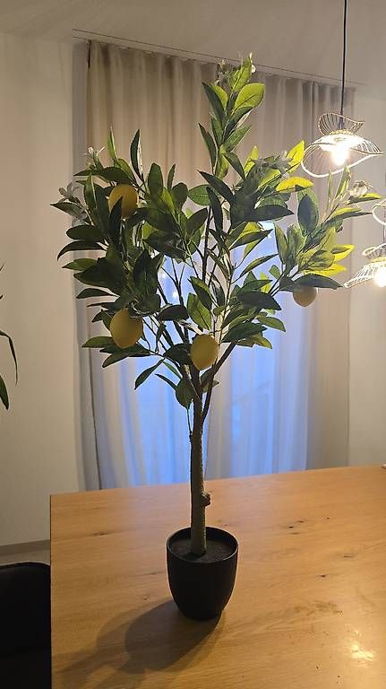 Plantes & graines: Zitronenbaum Kunstpflanze ca 100 cm – D'occasion à Bazenheid par Exo_Tic 1