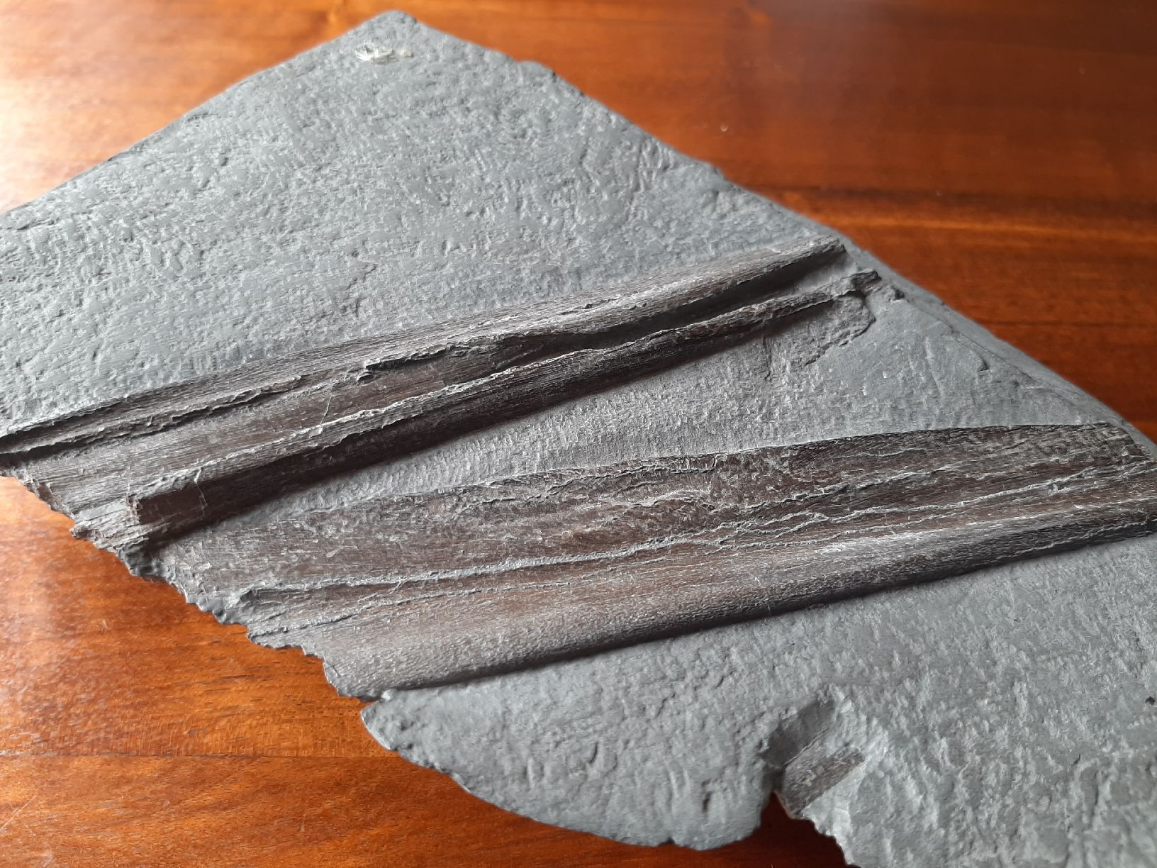 Fossili: Kieferrest eines Ichthyosauriers – Usato da Rickenbach BL venduto da Oktober68 1