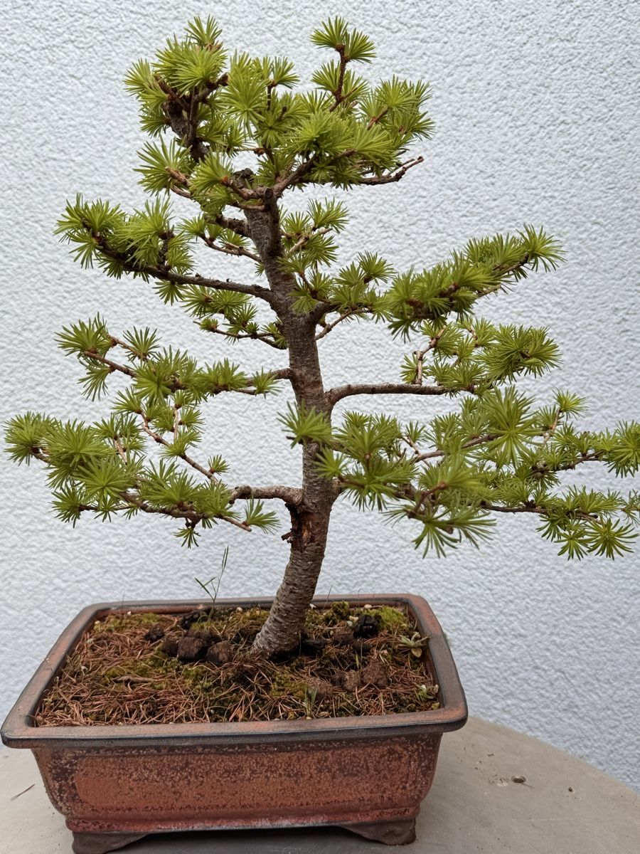 Piante & sementi: Bonsai/Lärche – Usato da Münchwilen TG venduto da baluzi3 1