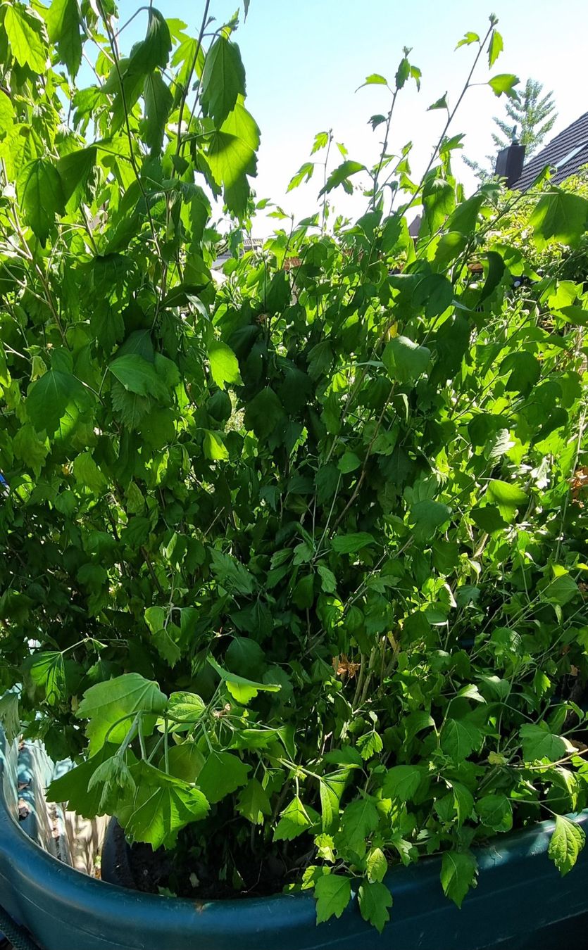 Piante & sementi: Hibiskus - Jungpflanzen – Usato da Oberentfelden venduto da Myri13 1