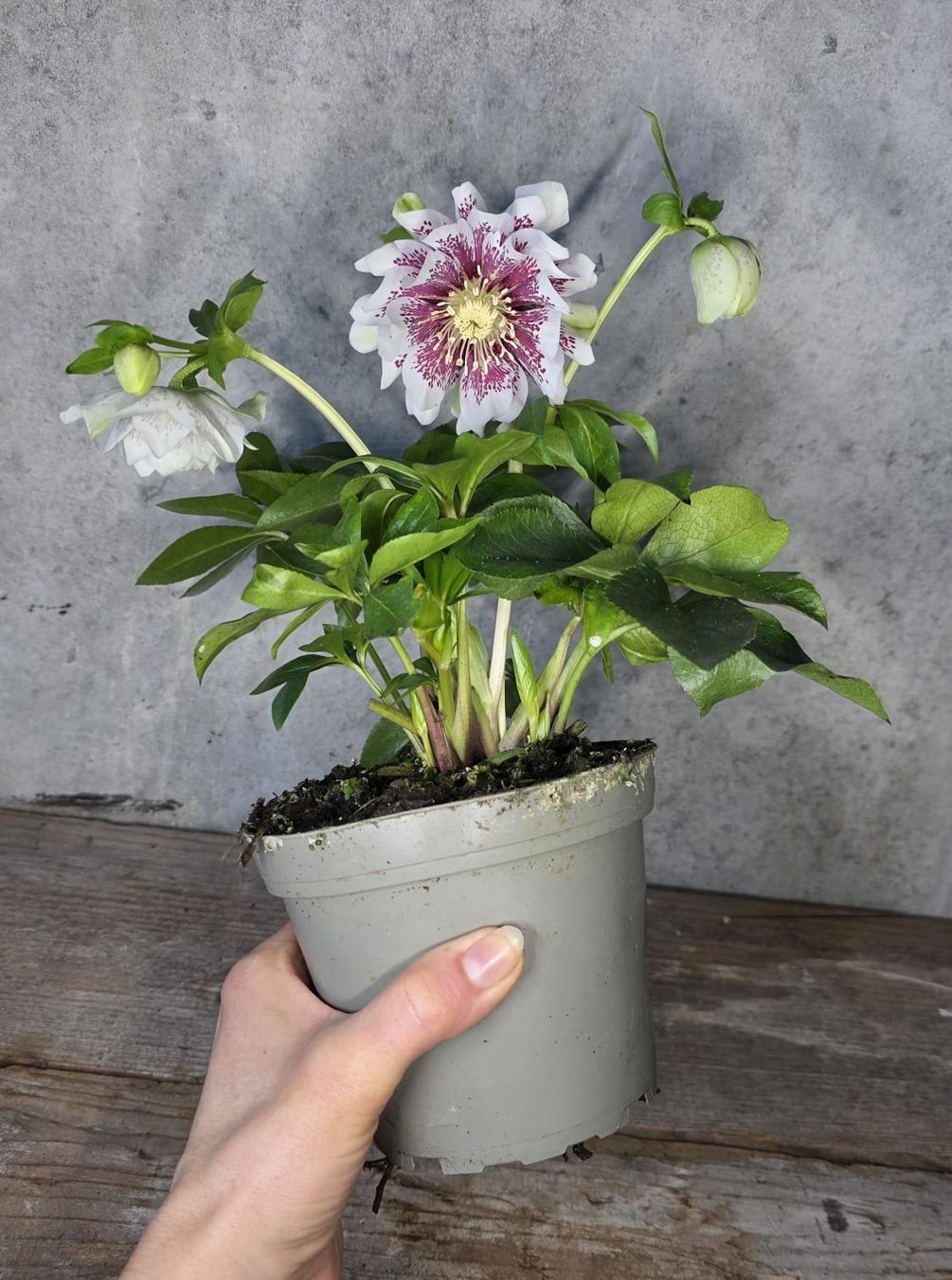 Piante & sementi: Lenzrose 'Molly' – Usato da St.Erhard venduto da Plumilandschweiz 1