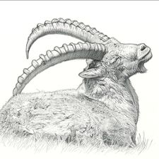 Profile image of Capricorn84