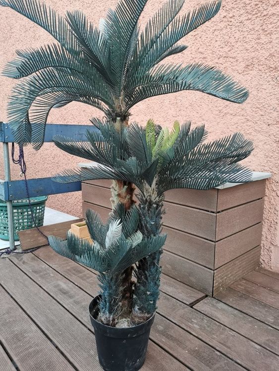 beleuchteter pflanztopf Beleuchteter Blumentopf mit LED für Garten & Wohnung main image 0