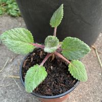 Muskateller-Salbei (Salvia sclarea )/ Pflanze