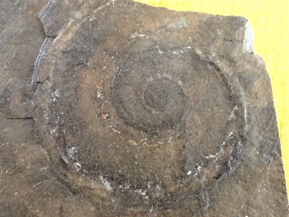 Fossili: Fossilien aus Holzmaden – Usato da Olten venduto da smiples 1