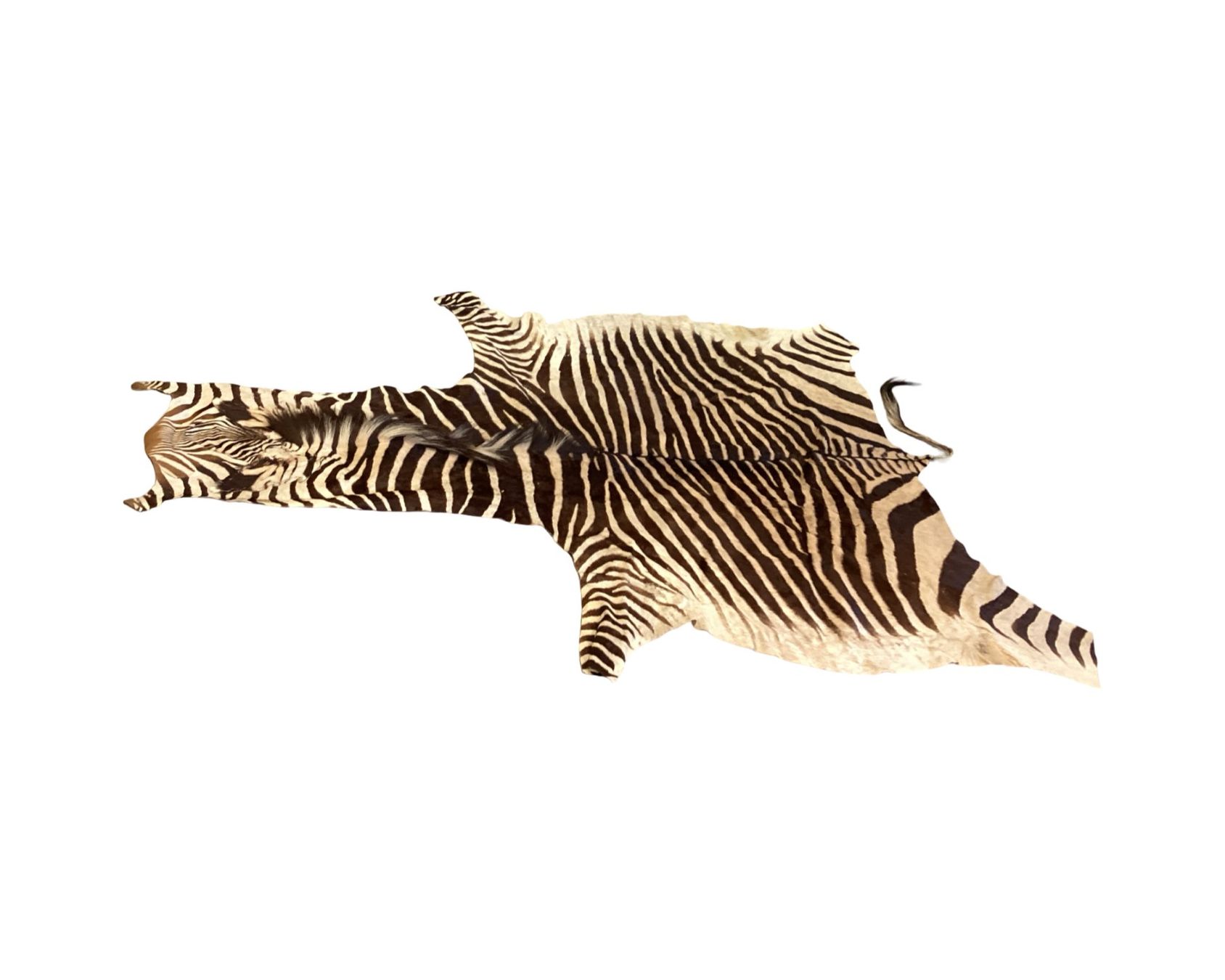 Il mondo degli animali: Echtes Hartmann Zebrafell mit Mähne – Usato da Zürich venduto da Restwert_Zuerich 7