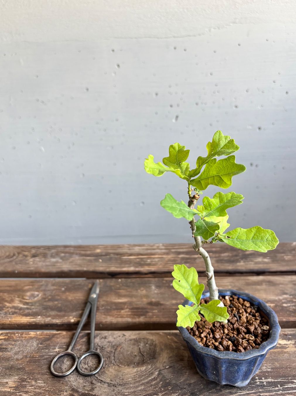 Piante & sementi: Shohin-Bonsai, Schweizer Eiche, 5 J. – Nuovo e nell'imballaggio originale da Uster venduto da maguro 1