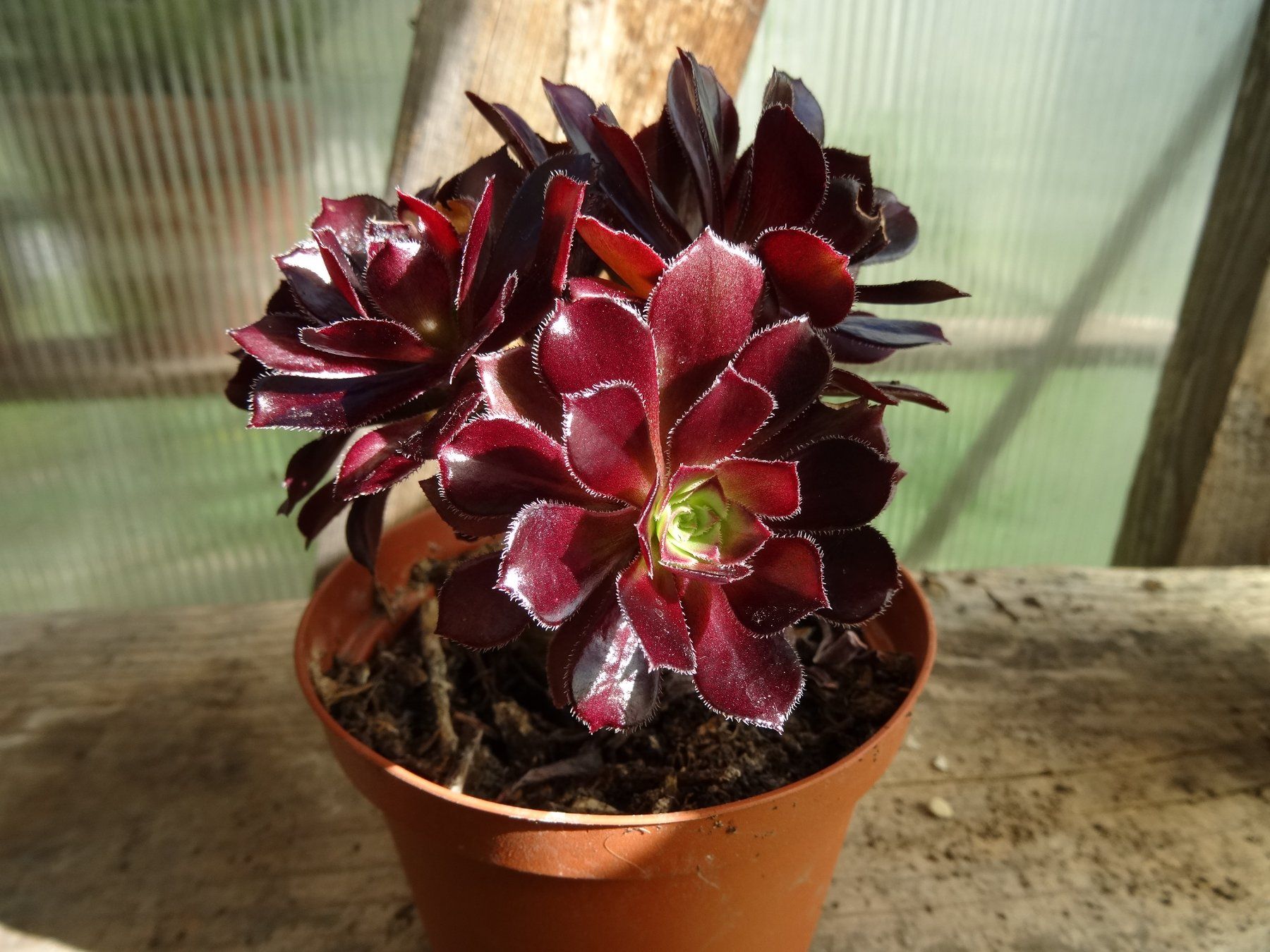 Piante & sementi: Aeonium arboreum purpurum – Nuovo (secondo la descrizione) da Vinelz venduto da Wellensittich55 7