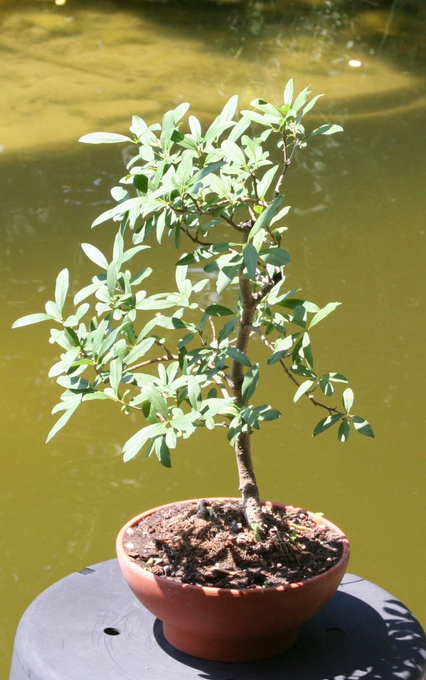 Pflanzen & Samen: BONSAI  -  Wild-Flieder – Gebraucht aus Gretzenbach von Sikim 1