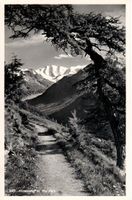Pontresina, Höhenweg mit Piz Palü 1960