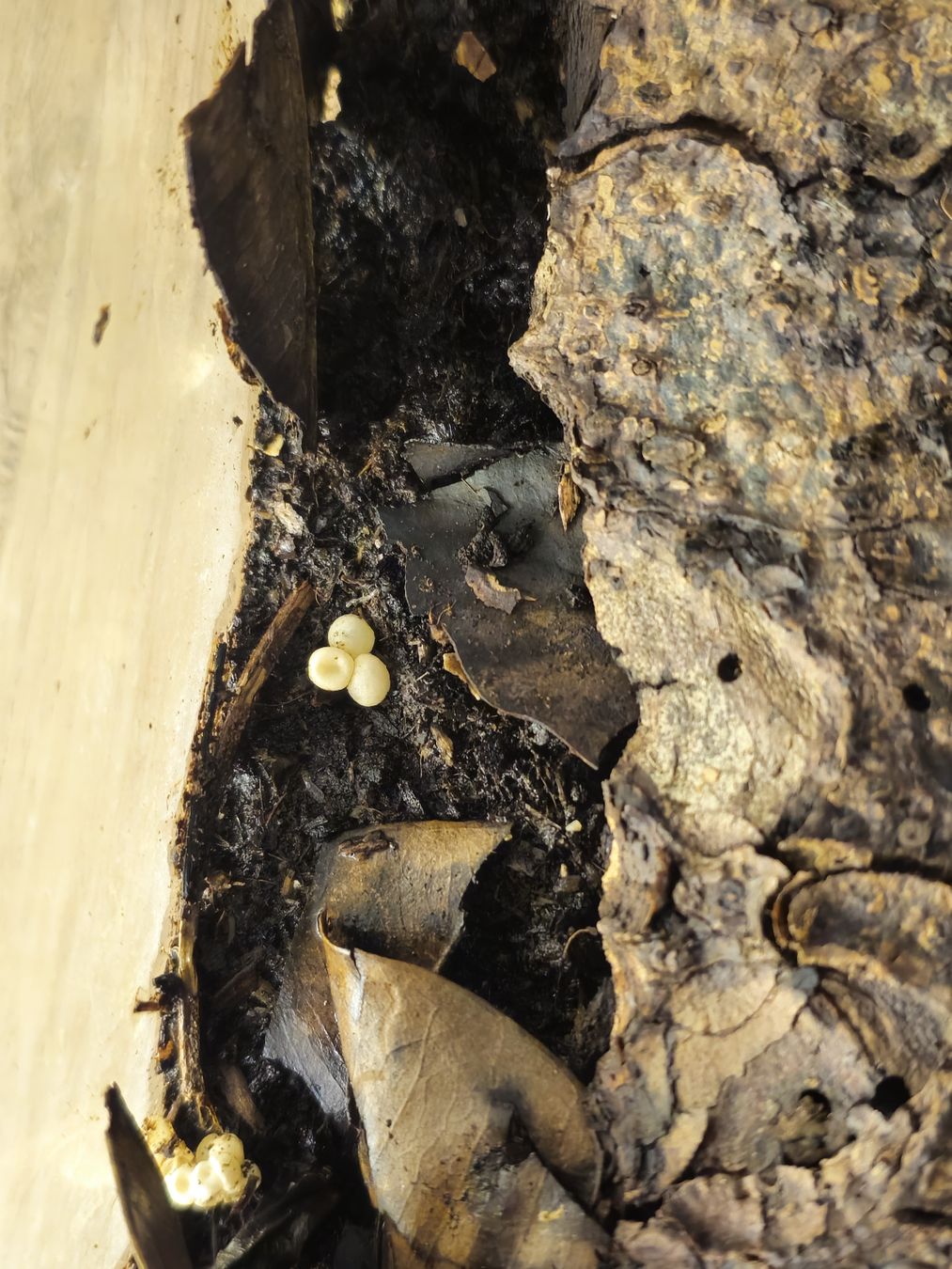 Mangimi: Barbados Baumschnecken – Nuovo (secondo la descrizione) da Amriswil venduto da Damian93 1