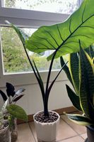 Alocasia Zebrina 'Black Stem' RHIZOM #2