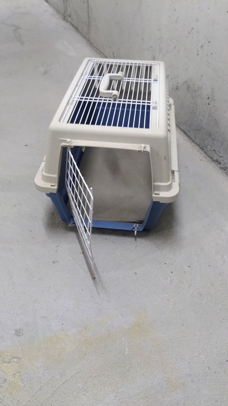 Casse di trasporto: Transport Kiste Hund – Usato da Bern venduto da Marcosd 2