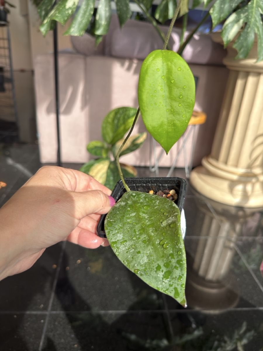 Piante & sementi: Hoya sangguensis – Nuovo (secondo la descrizione) da Buchrain venduto da Stetoscop