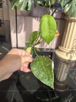 Hoya sangguensis