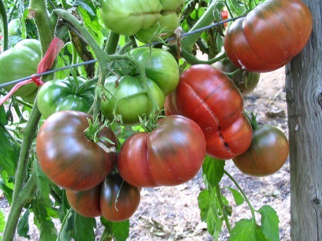 Pflanzen & Samen: 50 Samen Schwarze Tomate CARBON – Neu (gemäss Beschreibung) aus Ehrendingen von VerveinaSamen 3