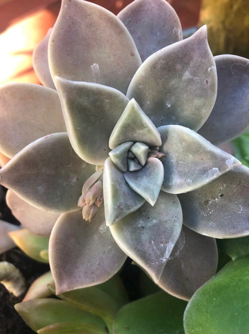 Piante & sementi: GRAPTOPETALUM - FELSENROSE - GHOST PLANT – Nuovo (secondo la descrizione) da Buchs AG venduto da fischli610 2