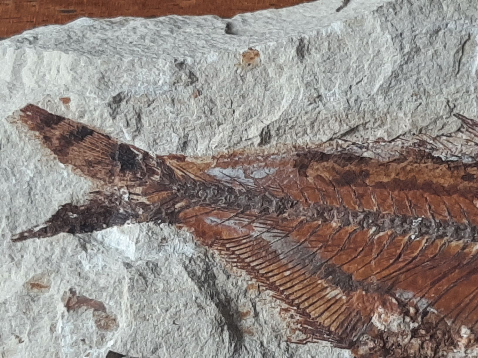 Fossilien: Fossiler Fisch Libanon – Gebraucht aus Rickenbach BL von Oktober68 3