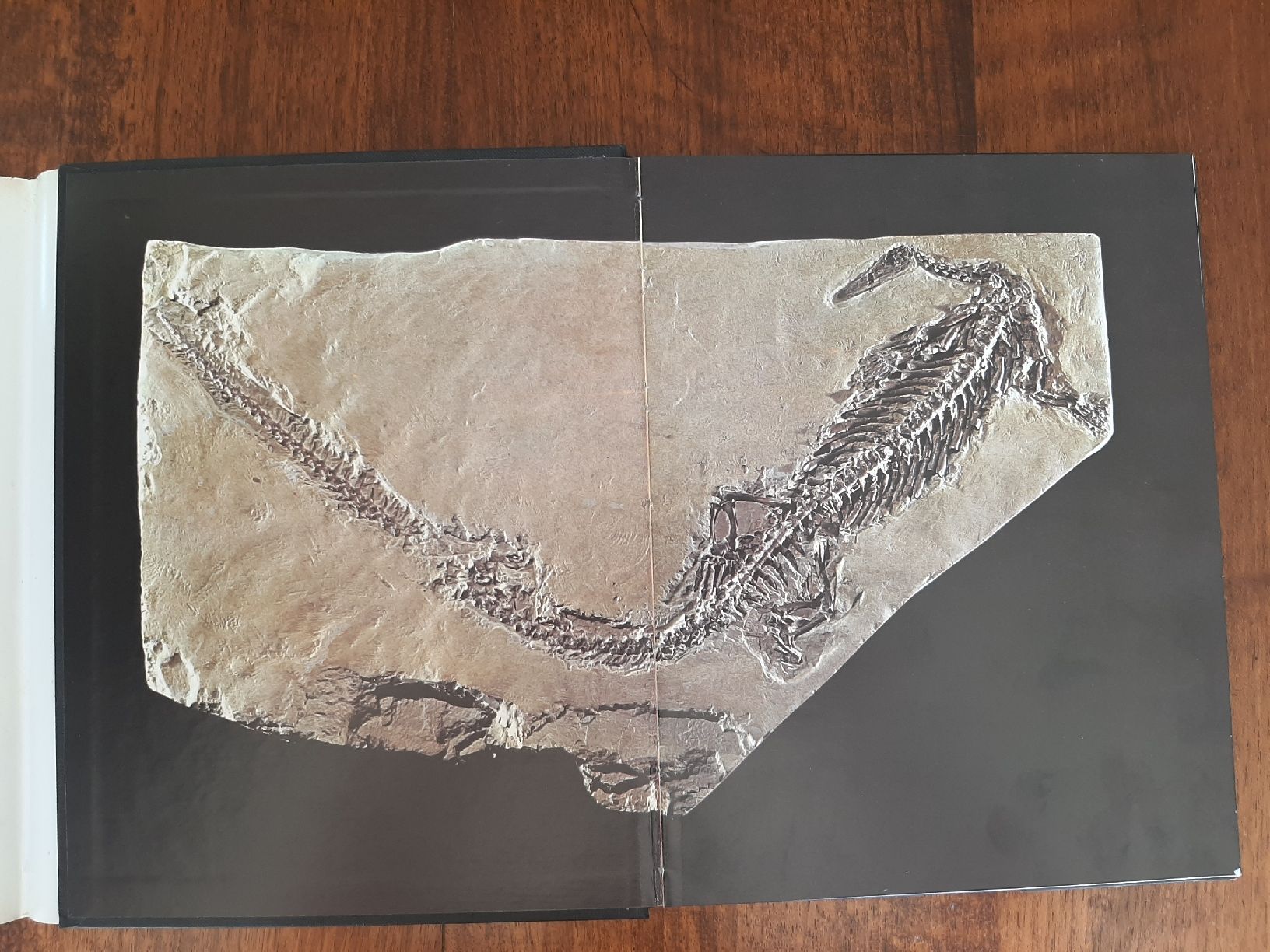 Libri: Buch Fossilien – Usato da Rickenbach BL venduto da Oktober68 1