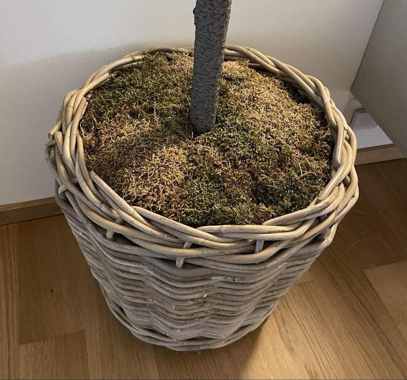Olivenbaum von Emerald knstlich (Gebraucht) in Wdenswil fr CHF 109  nur  Abholung auf Ricardo kaufen