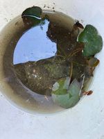 Plant de nénuphar