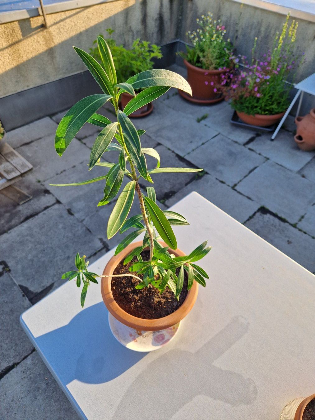 Piante & sementi: Oleander dunkelrosa blühend, Terrassenpflanze – Usato da Münchenbuchsee venduto da Aare22 1