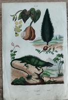 Illustration botanique ancienne reptile iguane usagé