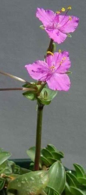 Plantes & graines: Callisia - Tradescantia navicularis – Neuf (Voir description) à Winterthur par Aniger