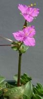 Callisia - Tradescantia navicularis