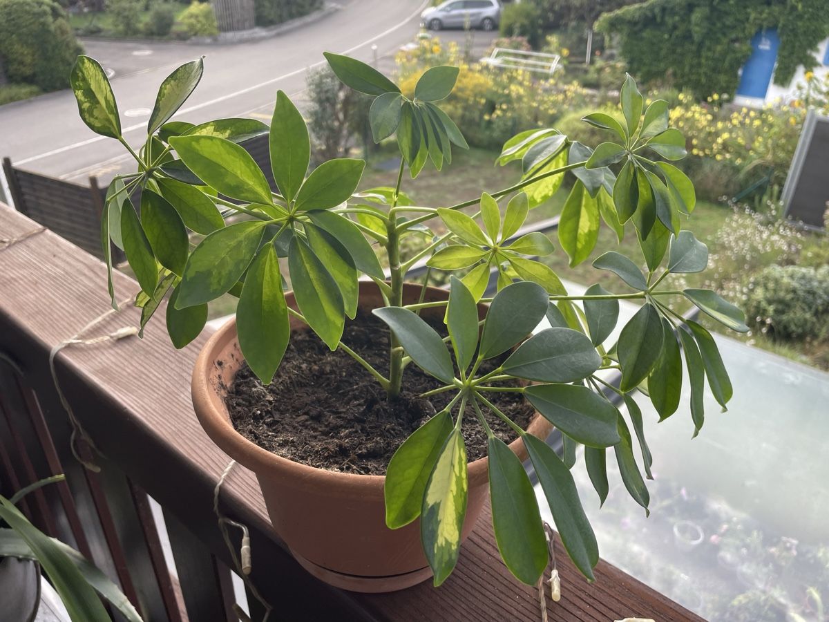 Piante & sementi: STRAHLENARALIE - SCHEFFLERA - HEPTAPLEURUM – Nuovo (secondo la descrizione) da Buchs AG venduto da fischli610 6