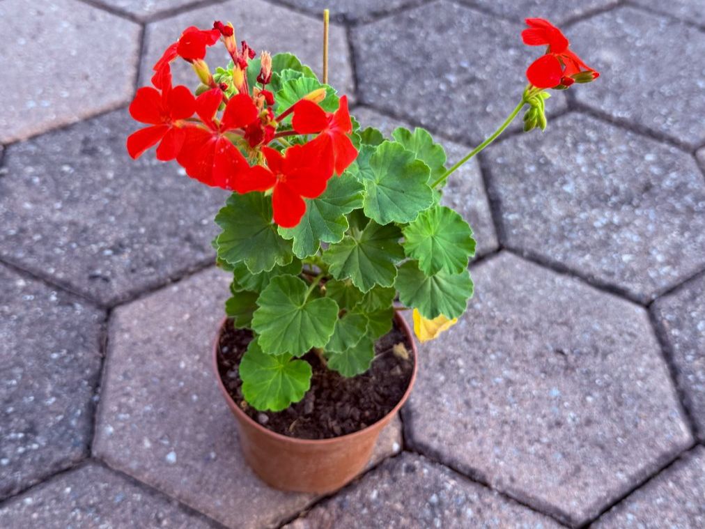 Piante & sementi: Pelargonium inquinans - eine Pflanze! – Nuovo (secondo la descrizione) da Steffisburg venduto da Petroselium 1