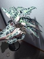 Alocasia Bambino Pink Variegata Rhizom
