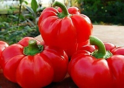 Piante & sementi: 50 Samen Gemüsepaprika TOPEPO ROSSO – Nuovo (secondo la descrizione) da Ehrendingen venduto da VerveinaSamen