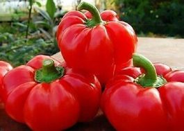 50 Samen Gemüsepaprika TOPEPO ROSSO