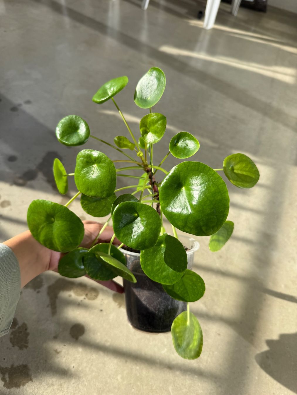 Piante & sementi: Pilea Pflanze – Usato da Bern venduto da Wil.Wayne 1