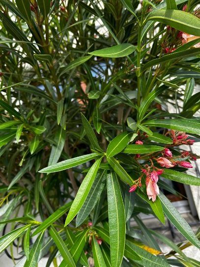 Piante & sementi: Oleander Farbe champagne mit voller Blüte – Usato da Egliswil venduto da didiflu 2