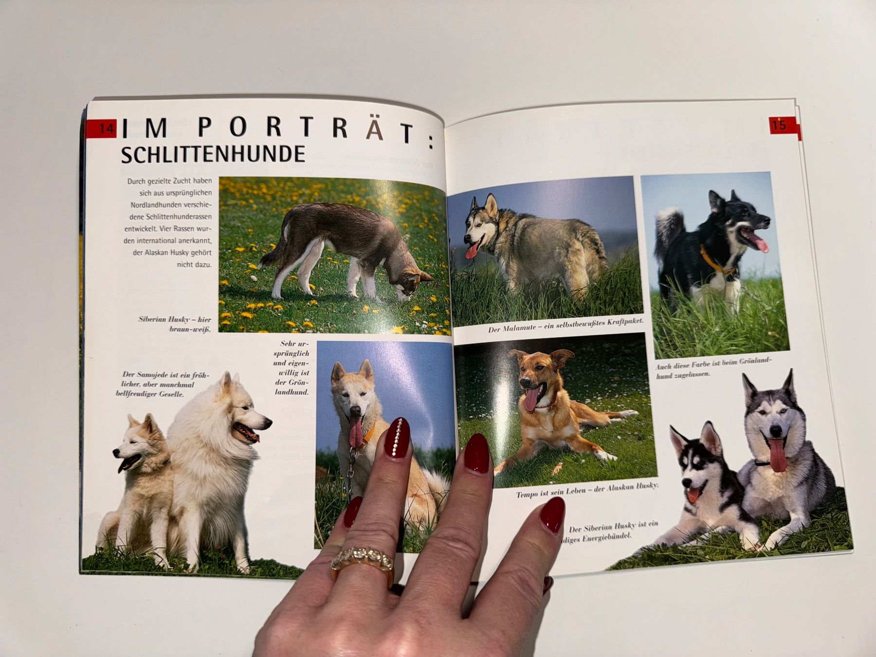 Bücher: BUCH: Husky – Gebraucht aus Grosswangen von Second_hand_paradise 2