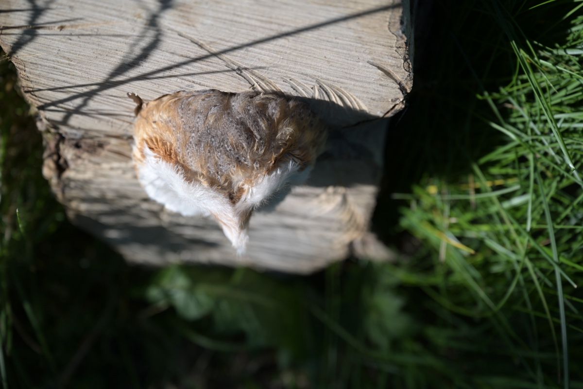 Il mondo degli animali: Präparat des Kopfs einer Schleiereule – Usato da Bellach venduto da wensa11 4