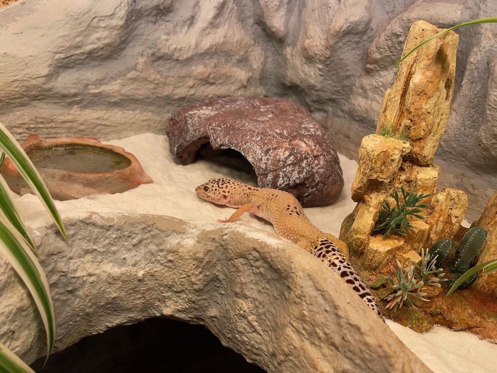 Terrarium mit 2 Leopardengeckos weibl. Kaufen auf Ricardo
