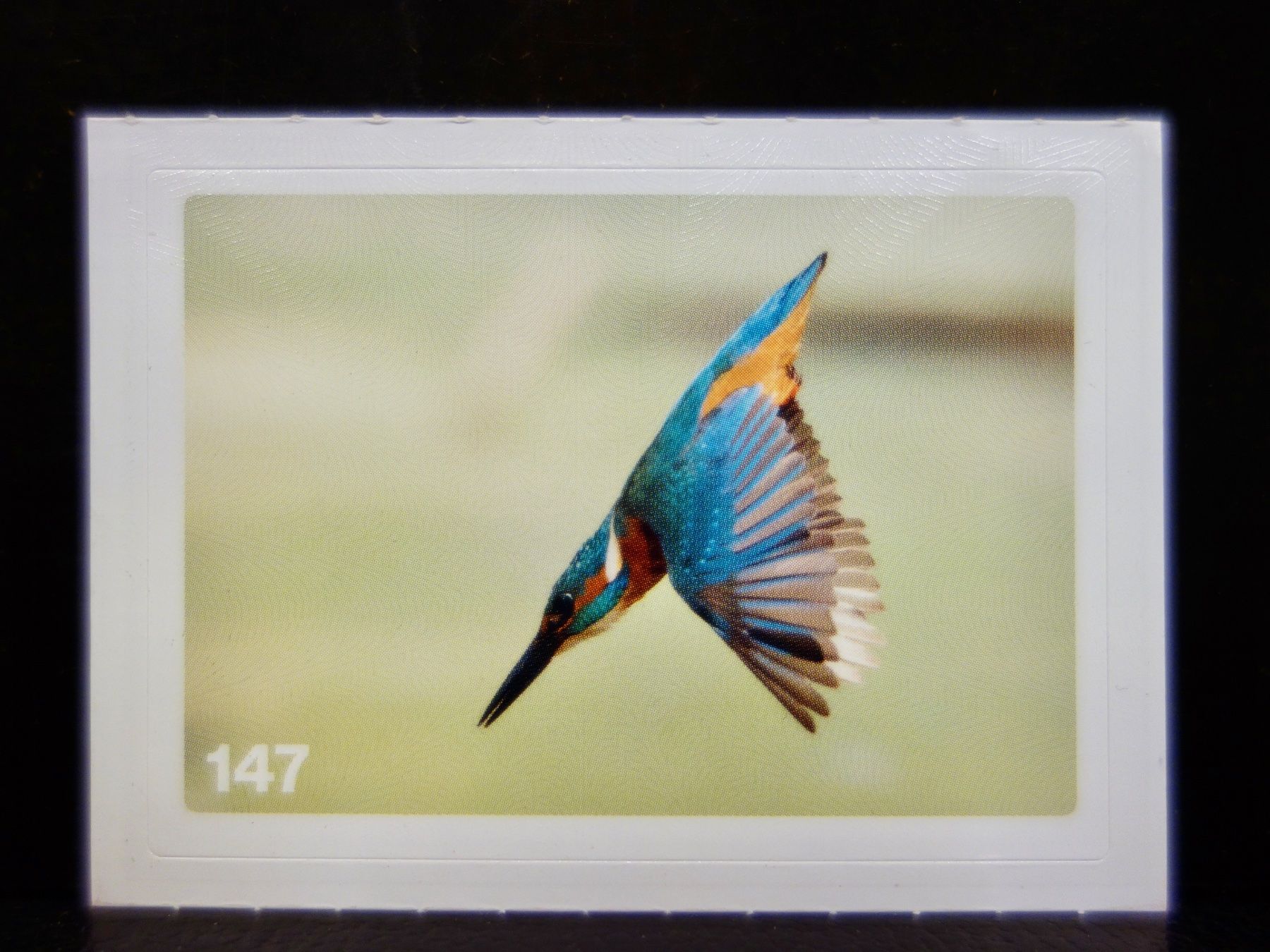 Migros Carte collezionabili: MIGROS MANIA Nature Detectives Nr. 147 – Nuovo e nell'imballaggio originale da Kerzers venduto da djstarsky73
