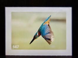 MIGROS MANIA Nature Detectives Nr. 147