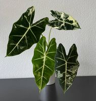Alocasia micholitziana Frydek Variegata, 40cm, Lechuza