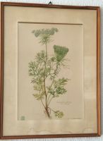 Kunstdruck Zahnstocher-Ammei Lotte Günthart 1950/60 Vintage