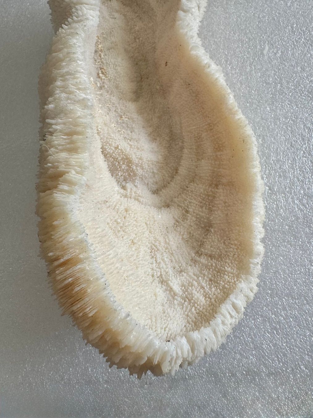 Fossilien: Koralle- weiss – Neu (gemäss Beschreibung) aus Biberist von Steine 5