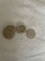 Fossilien-Set: 2 Stück - Perfekt für Sammler!