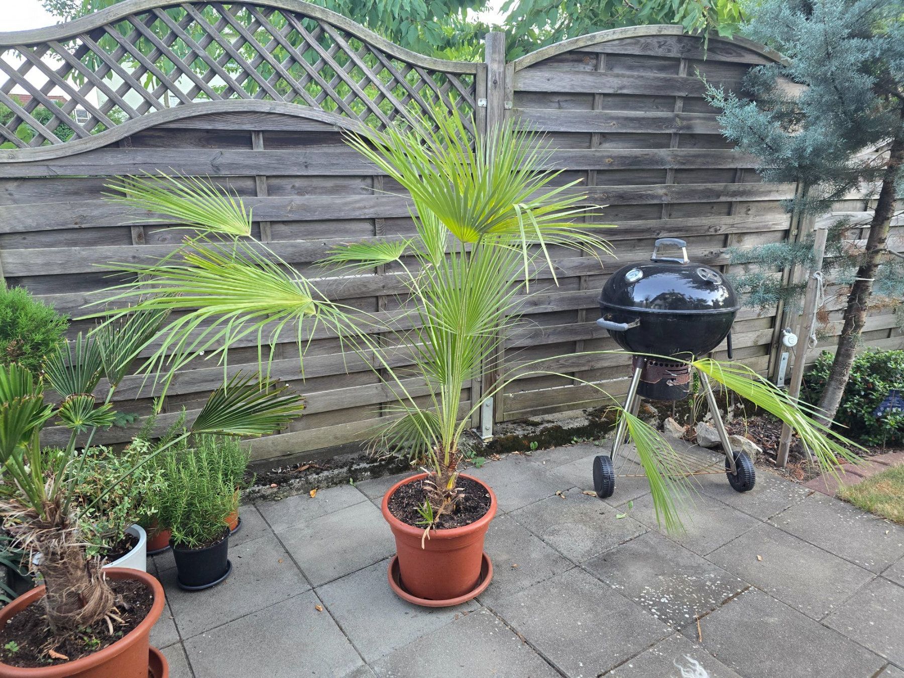 Pflanzen & Samen: Palme Humilis – Gebraucht aus Aarburg von popkorn65 2