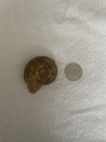 Fossil Ammonit - Ein Fenster in die Vergangenheit!